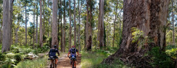 Two bicyclists riding on a track through the forest
